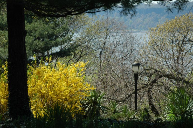 forsythia.jpg