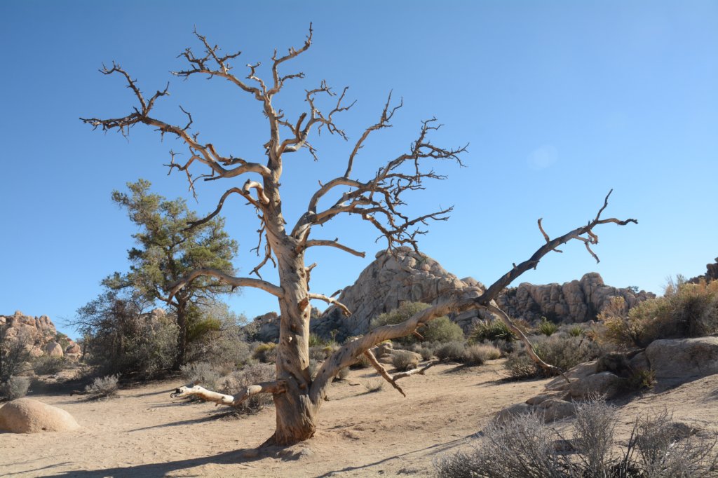 dsc_0085.jpg