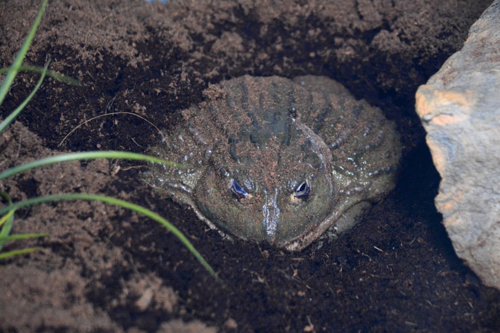 averyuglyfrog.jpg