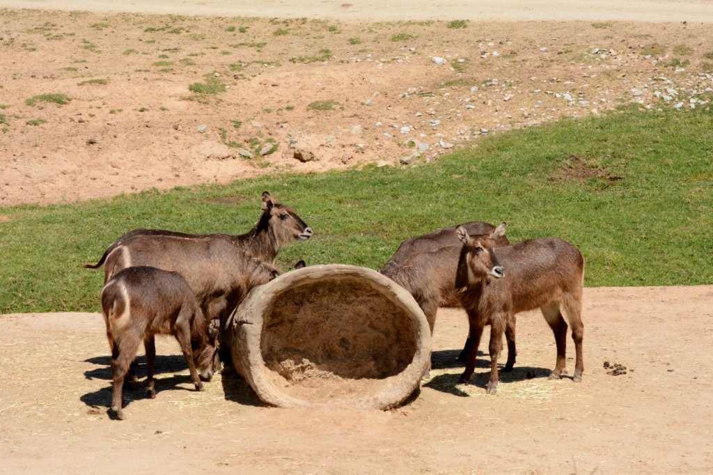 waterbuck.jpg