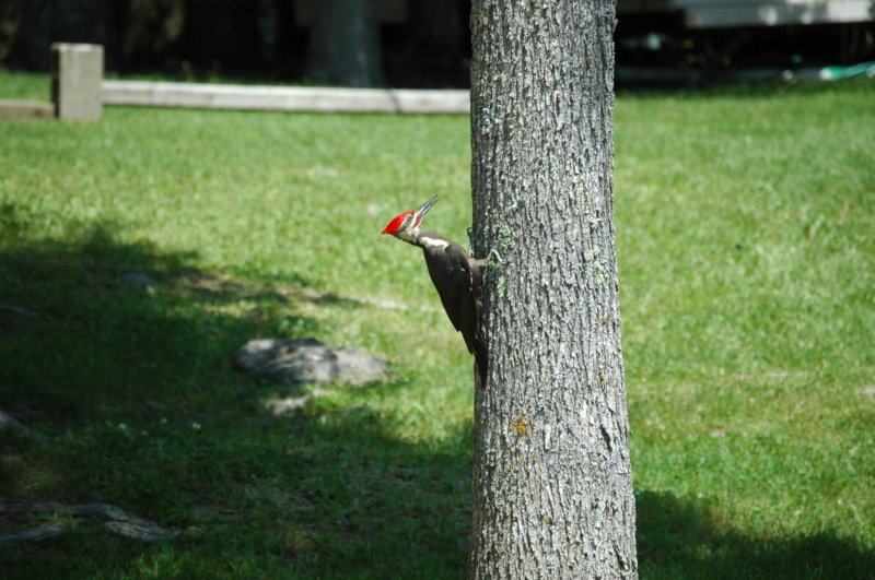 dsc_0482.jpg